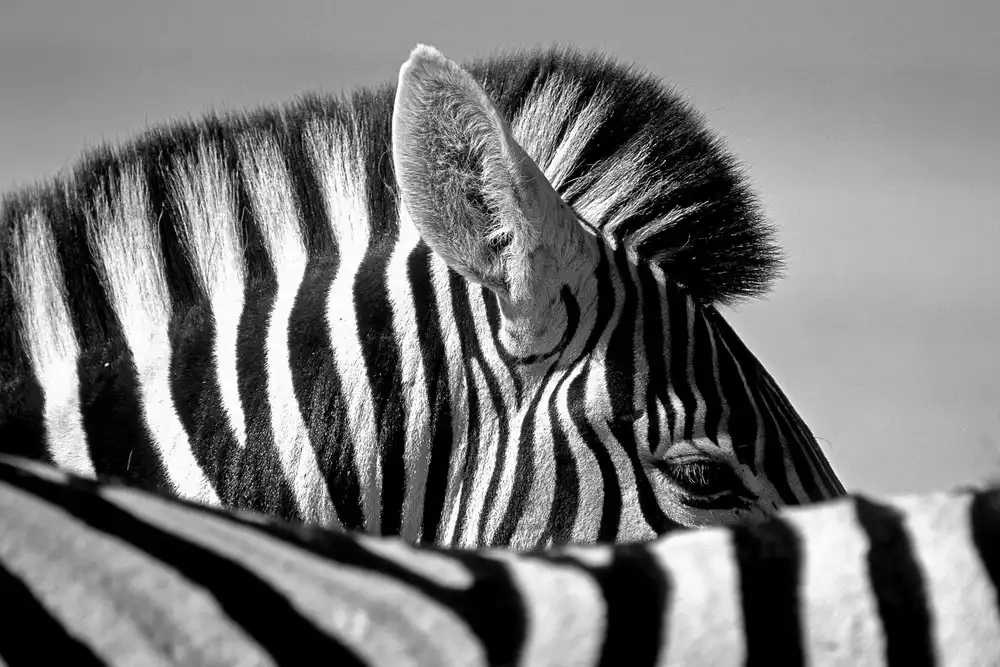 Pelissier, Marc: Zvědavá Zebra