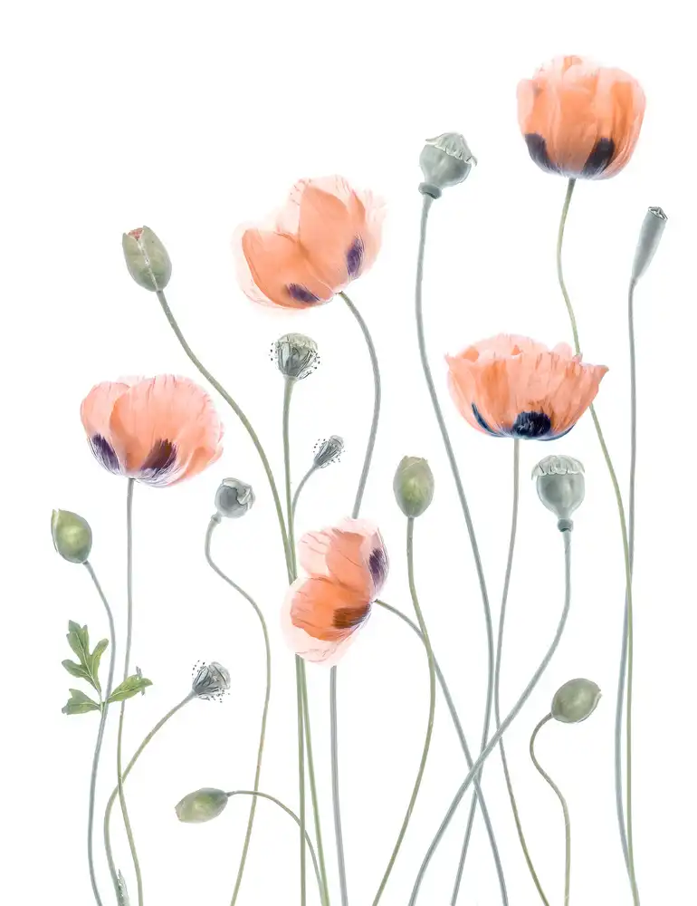 Disher, Mandy: amapolas