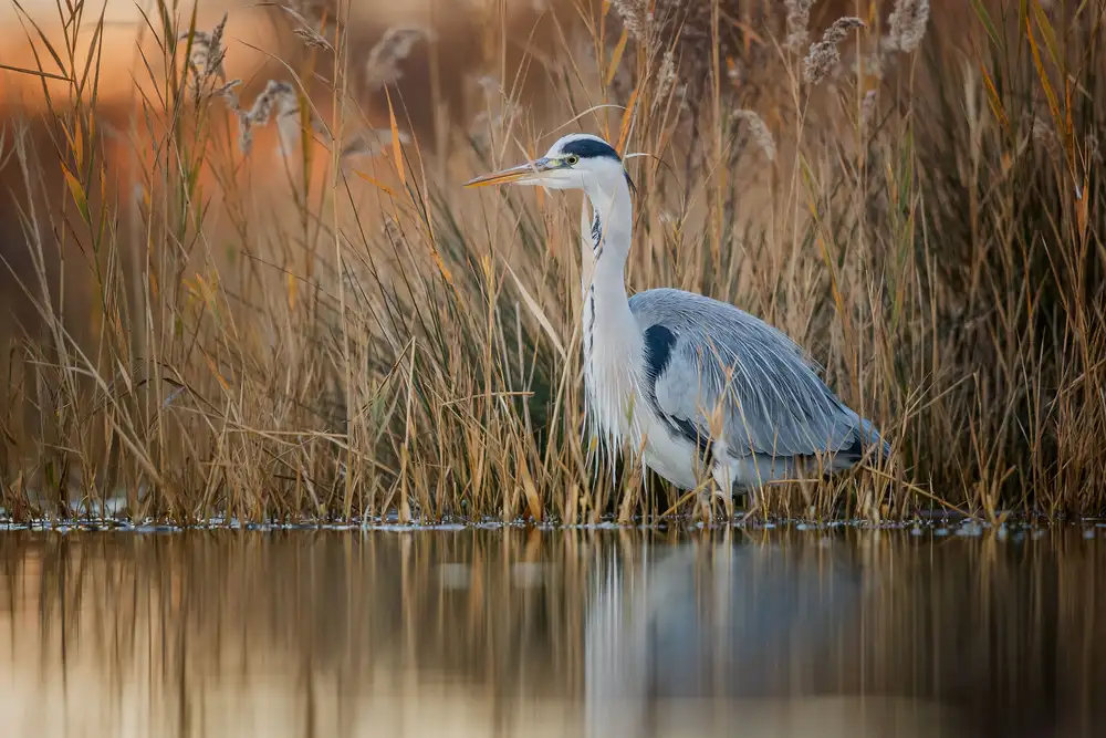Simone, De Ciro: Adea cinerea at dawn