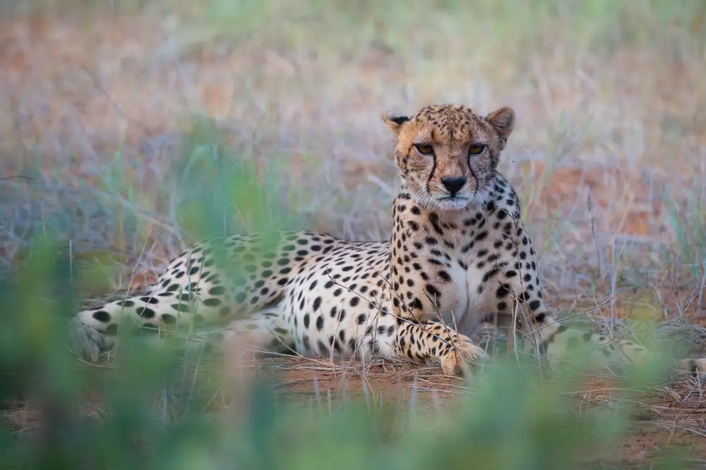 Marchegiani, Roberto: Gepard - Tsavo East