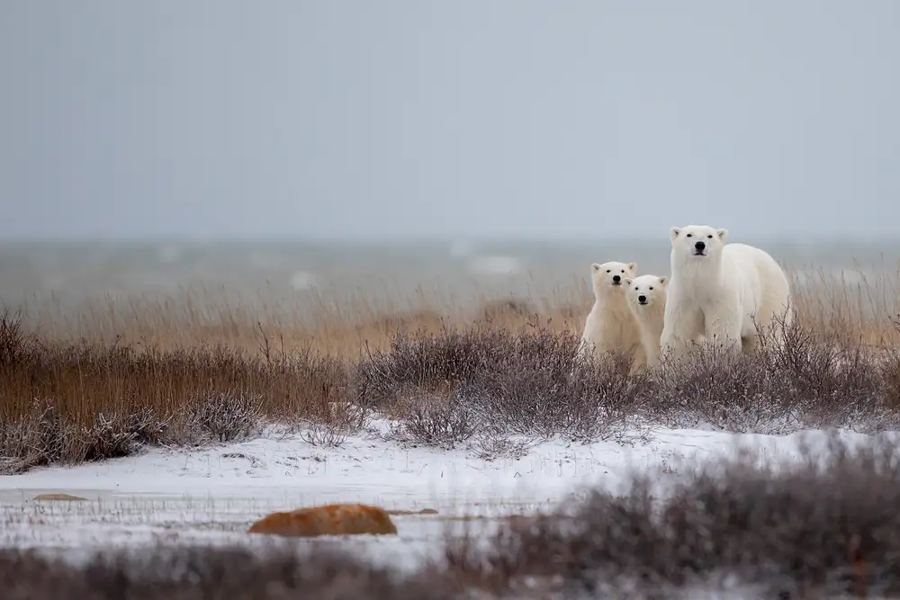 Catta, Alessandro: Mother with Cubs