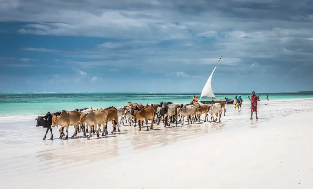 Sink, C. Jeffrey: Masai cattle on Zanzibar beach