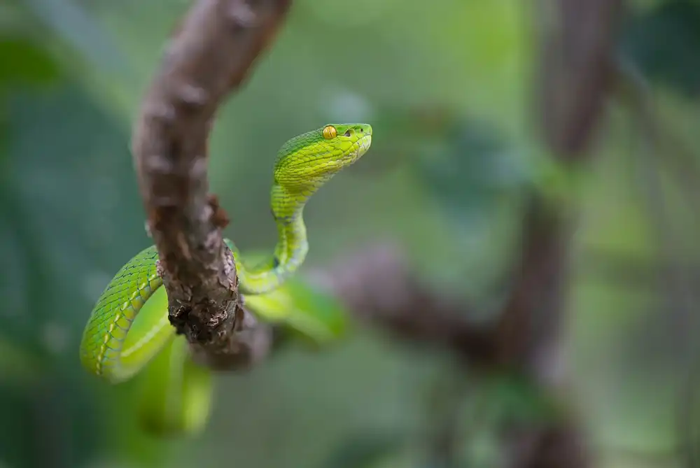 Hakonsen, Thor: Trimeresurus albolabris