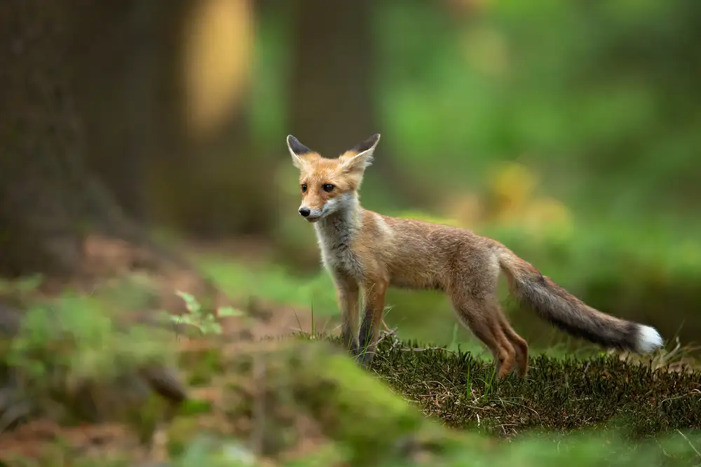 Zygmunt, Milan: Roter Fuchs
