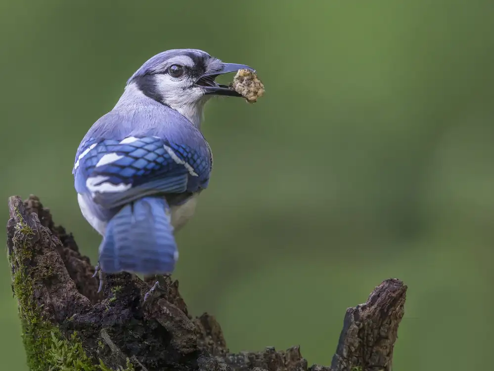 Barsh, Greg: Backyard Bird
