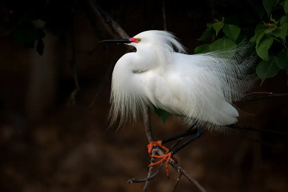 Yang, H David: Snowy Egret