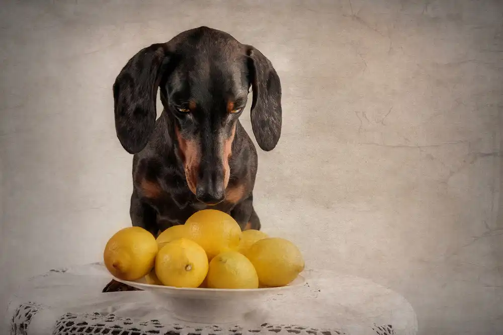 Willers, Heike: Quando la vita ti dà i limoni...