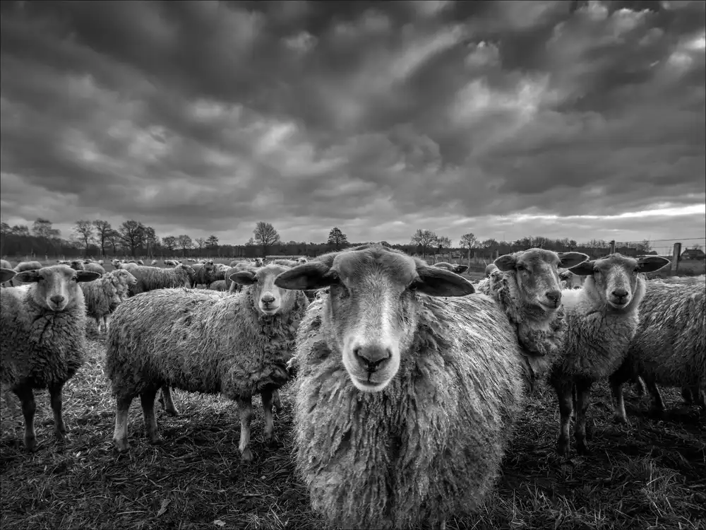 Coenders, Chris: only sheep