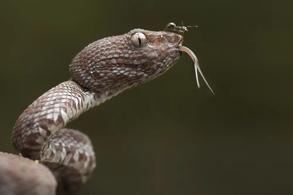 Hakonsen, Thor: Trimeresurus purpureomaculatus y Formicidae (hormiga)