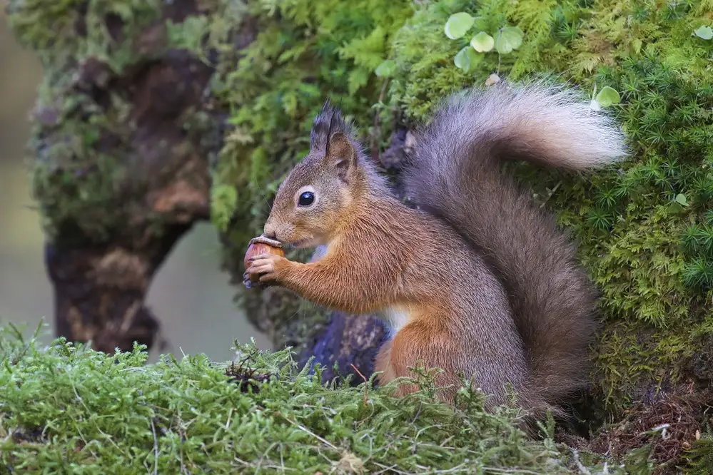 Cooper, Ray: Rotes Eichhörnchen