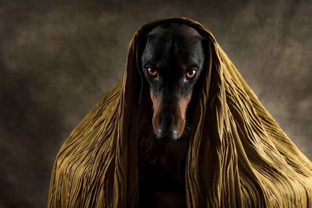 Willers, Heike: Occhi d'oro