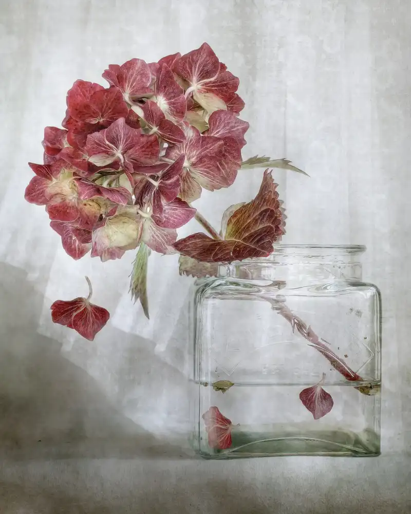 Disher, Mandy: Hortenzie