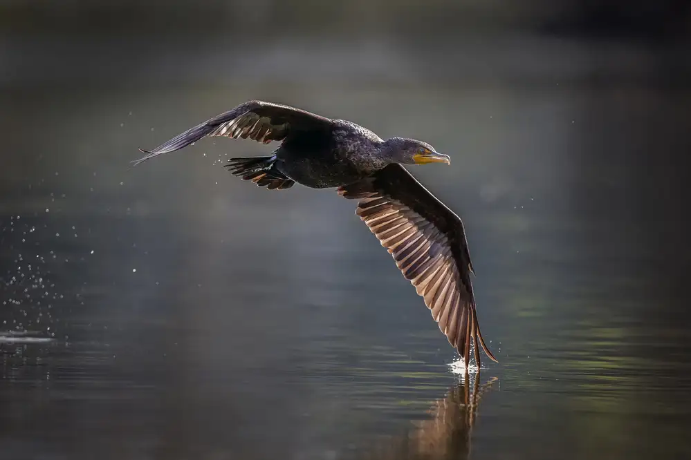 Yang, H David: Double-crested Cormorant