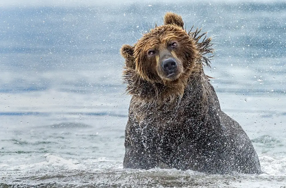 DAmico, Giuseppe: Shaking - Kamchatka, Russia