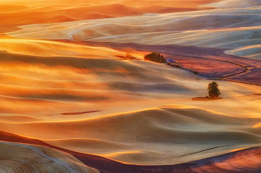 Jacobs, Lydia: Palouse dorée