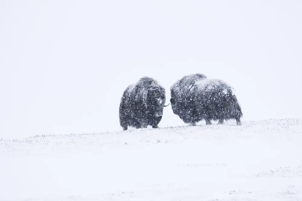 Mastahac, Sebastian: Winter