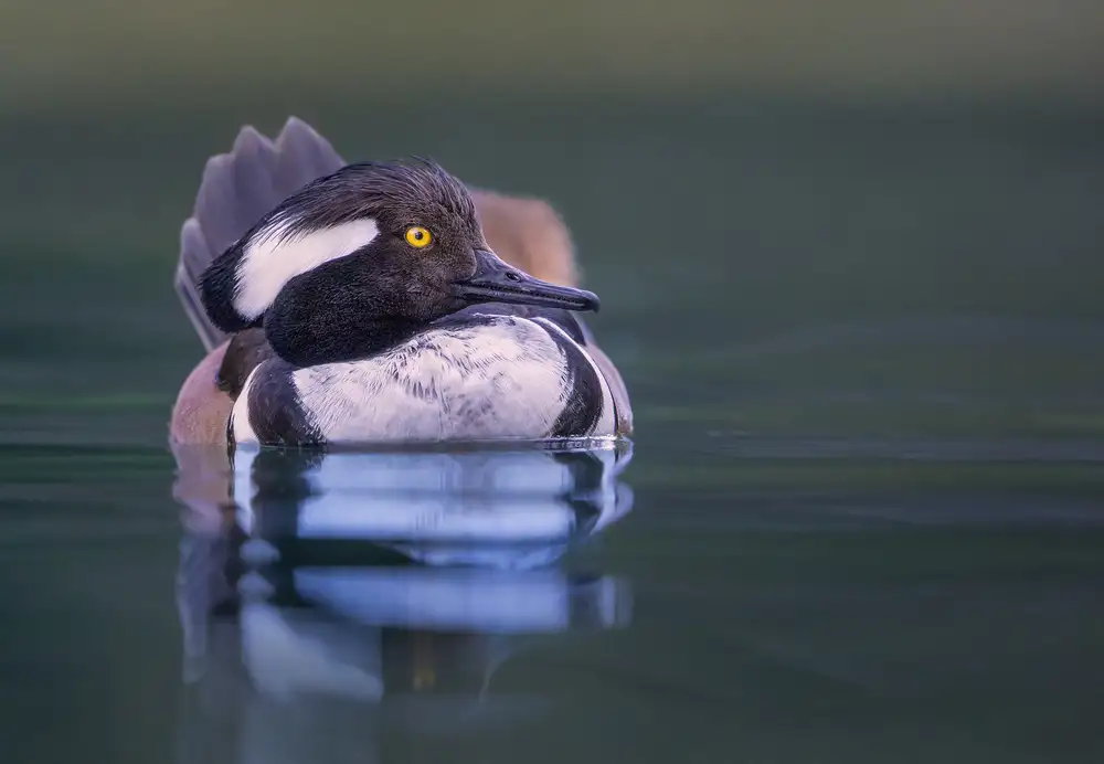 Barsh, Greg: Merganser morning