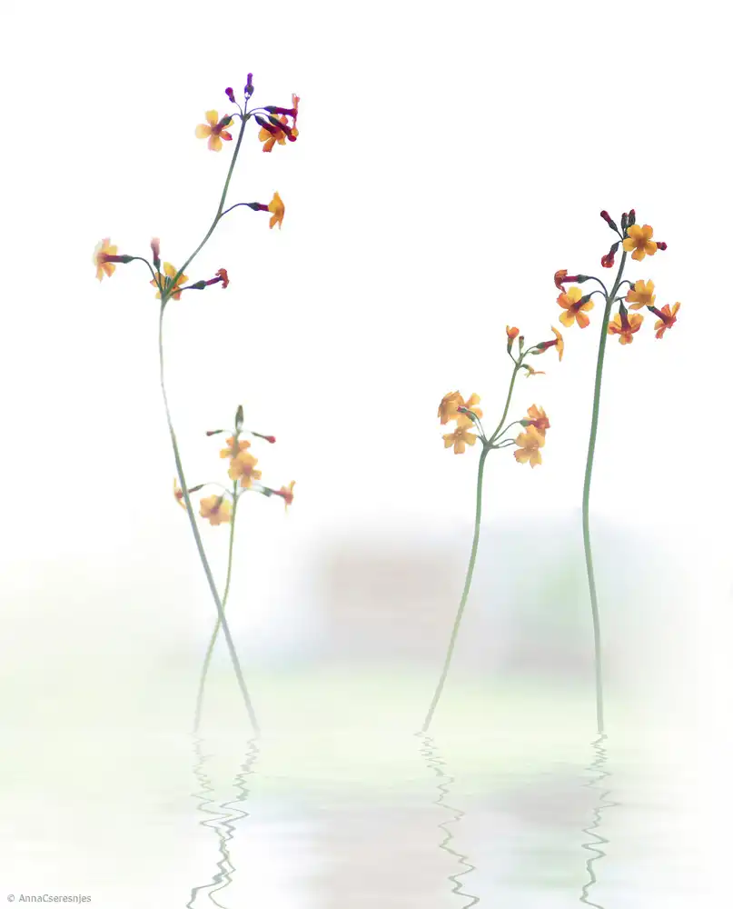 Cseresnjes, Anna: Petite Fleur....