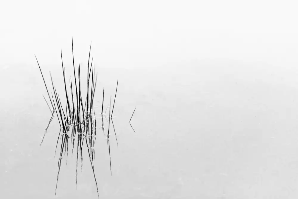 Azevedo, Olavo: RIFLESSI