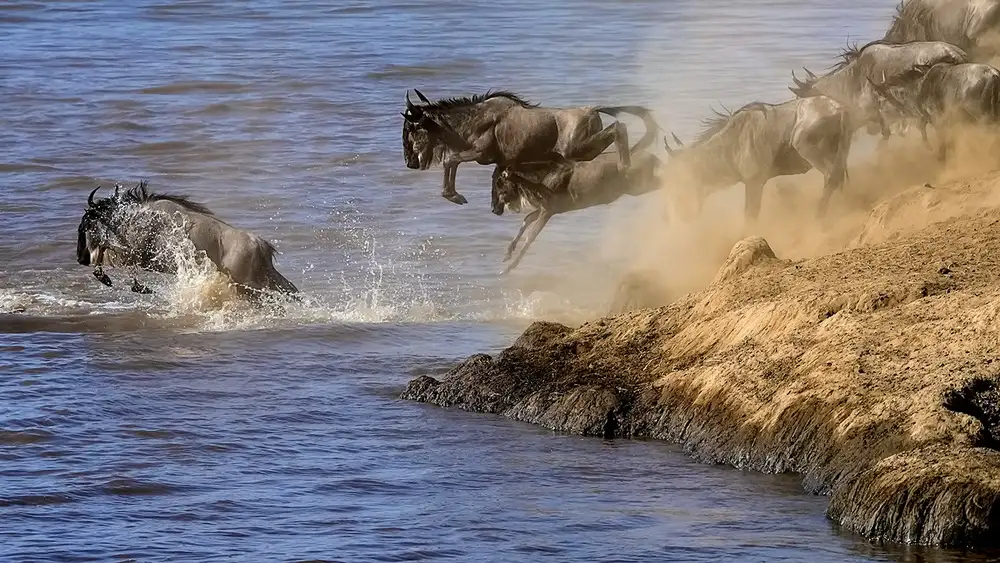 Zhu, Hua: Great Migration