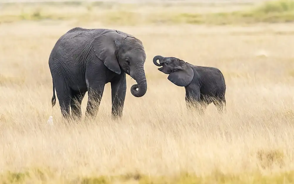Zhu, Hua: Mother and baby elephants