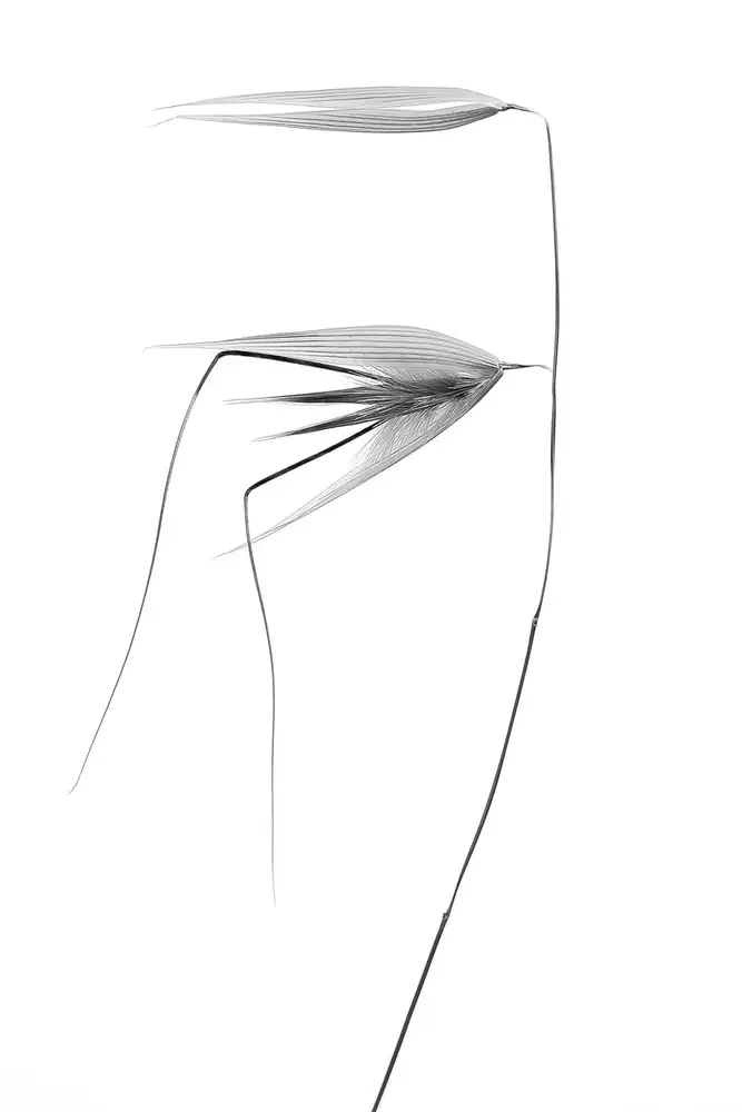 Lagandré, Thierry: en el viento