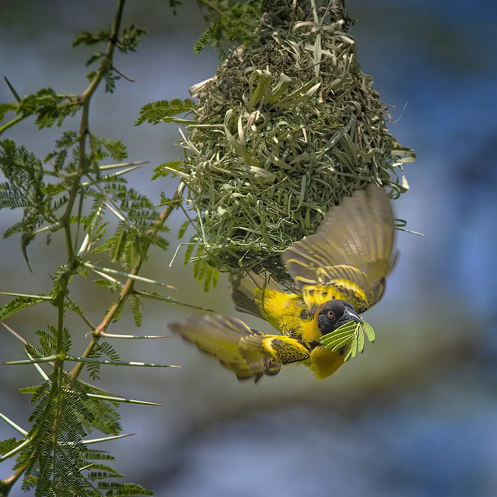 Zhu, Hua: Yellow Weaver Finch