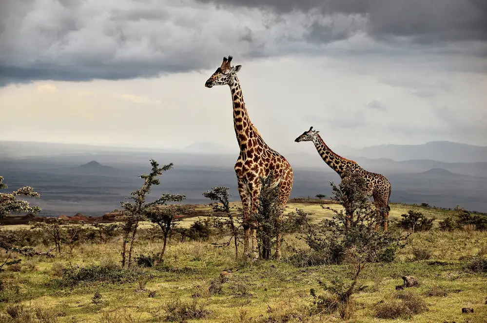 DAmico, Giuseppe: Giraffe