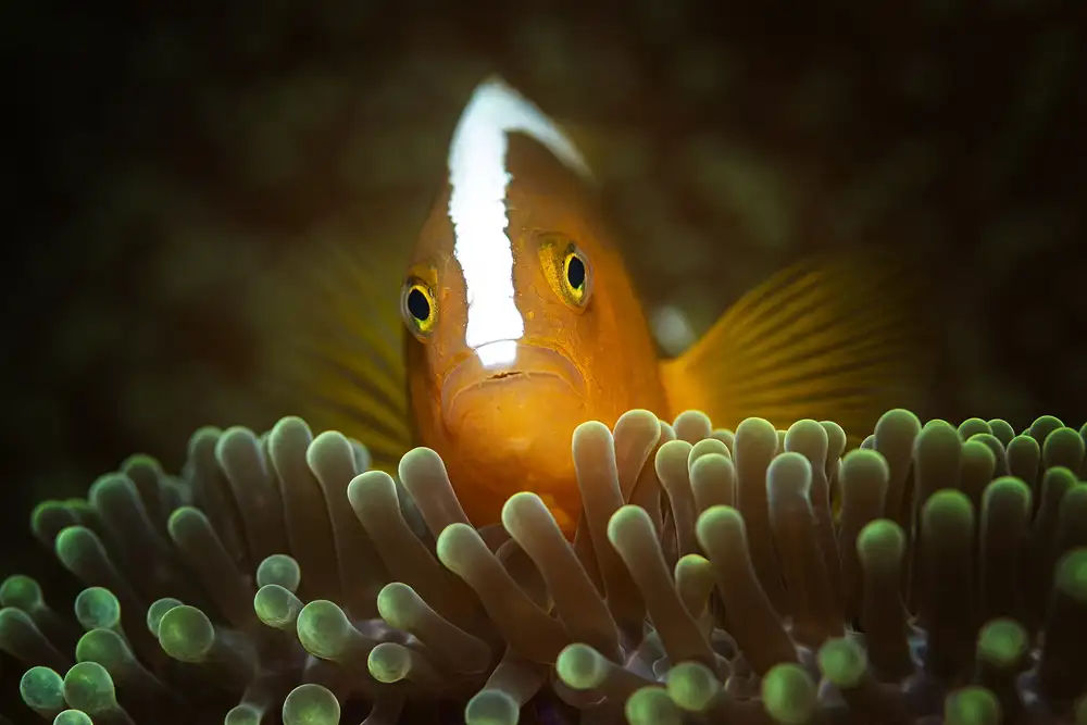 Lackner, Walter: nemo