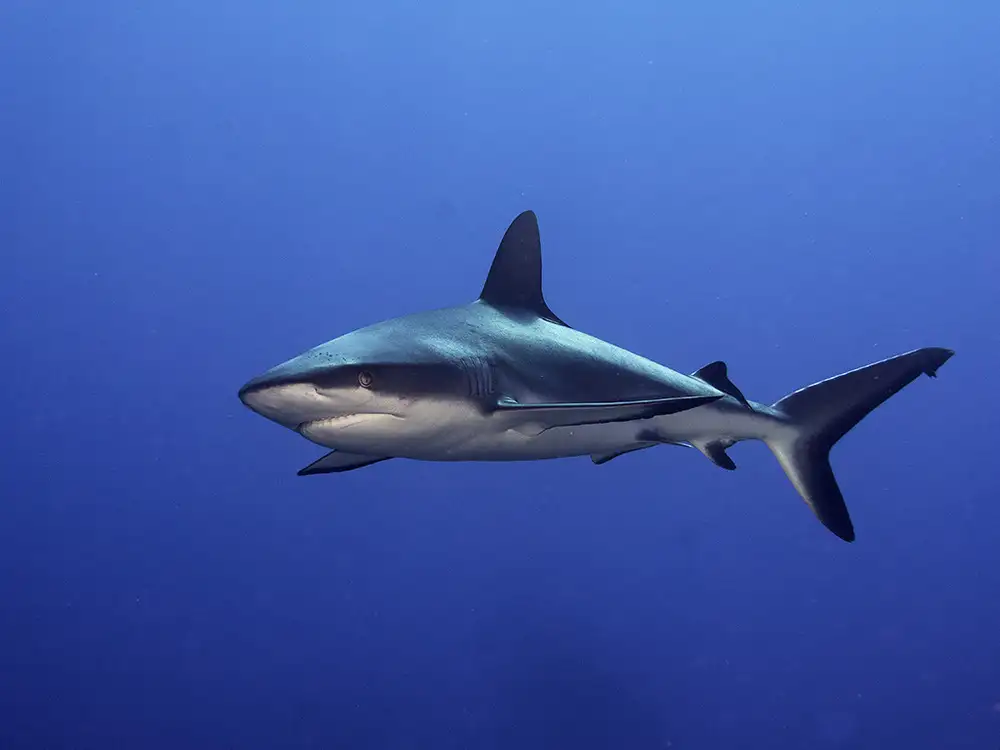 Tov, Ben Ilan: Grauer Riffhai (Carcharhinus amblyrhynchos)