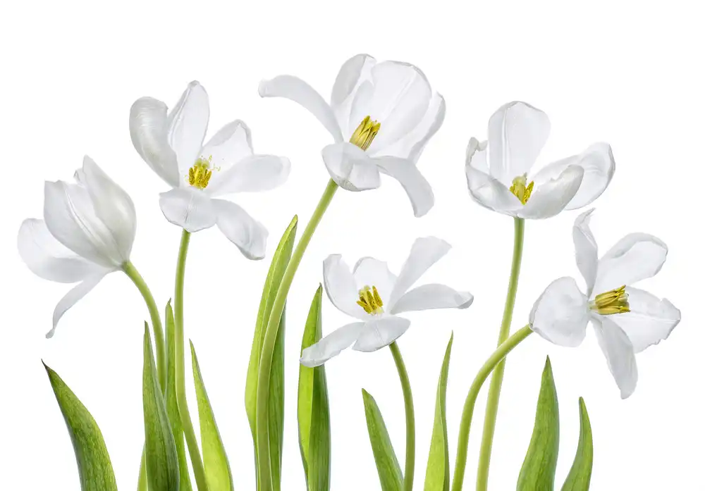 Disher, Mandy: Bílé tulipány