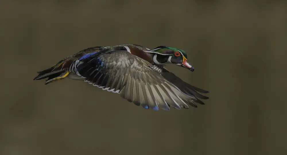 A, Salman: Wood Duck-Male in-flight