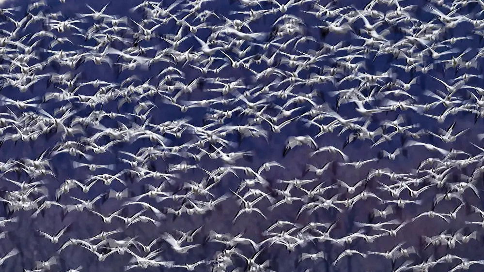 Huang, Tao: Snow Geese