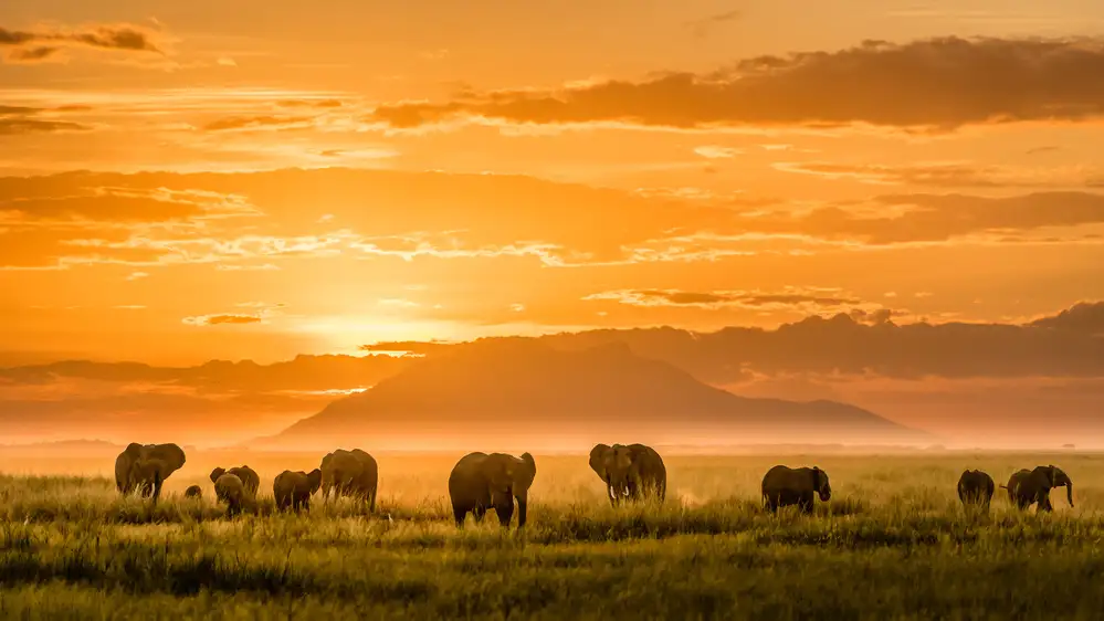 Chen, J. John: Golden Africa