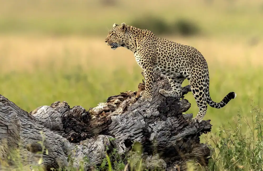 DAmico, Giuseppe: Leopard - Serengeti, Tanzania