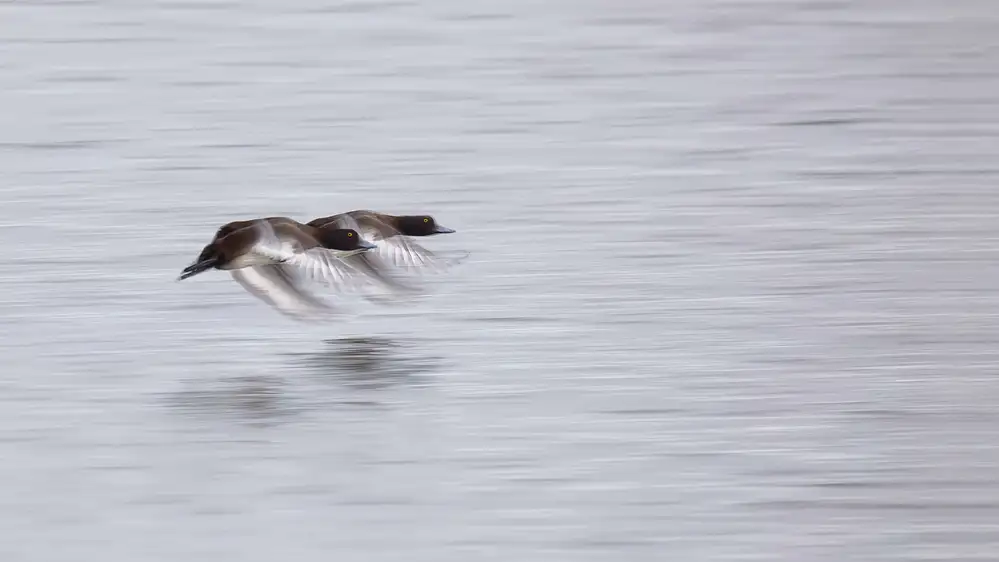 Mahony, O Kieran: Deux Canards Touffetés