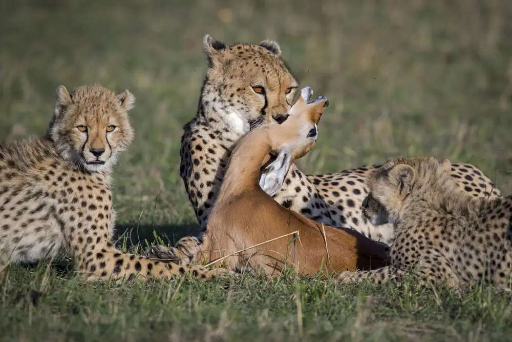 Roshkumar: The Kill