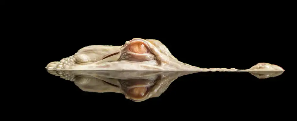 Schmidtke, Holger: il coccodrillo bianco