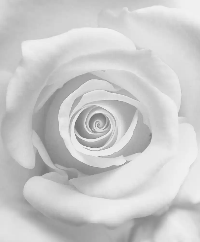 Lagaa, Kahar: The Rose