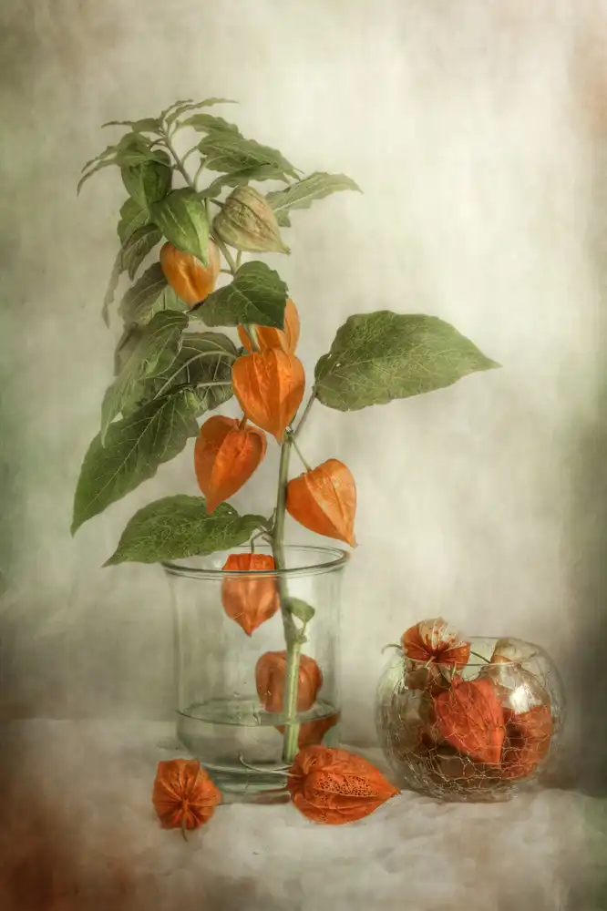 Disher, Mandy: Lanternes