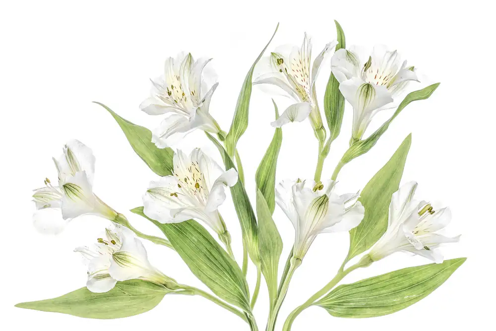 Disher, Mandy: Alstroemeria