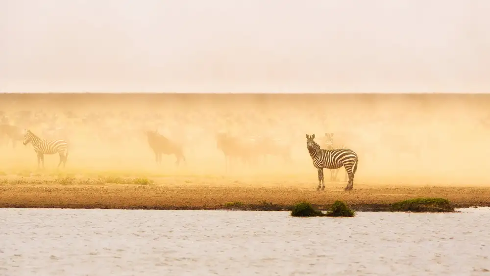 Alnaser, Mohammed: This is Ndutu