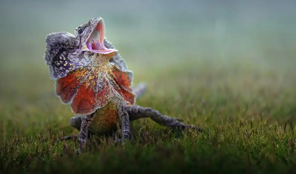 Bhs, Fahmi: Dragon à volants