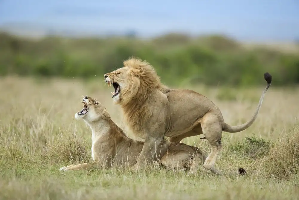 Roshkumar: Climax ..... After The Mating