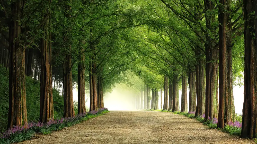 Seo, Tiger: Metasequoia Road