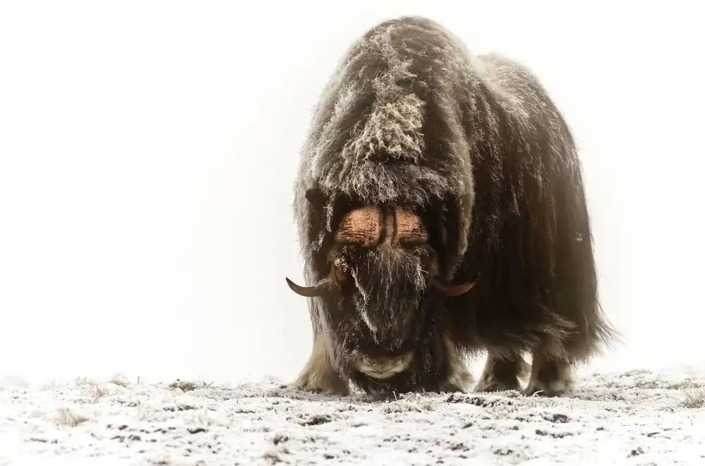 DAmico, Giuseppe: Between the fog and frost
