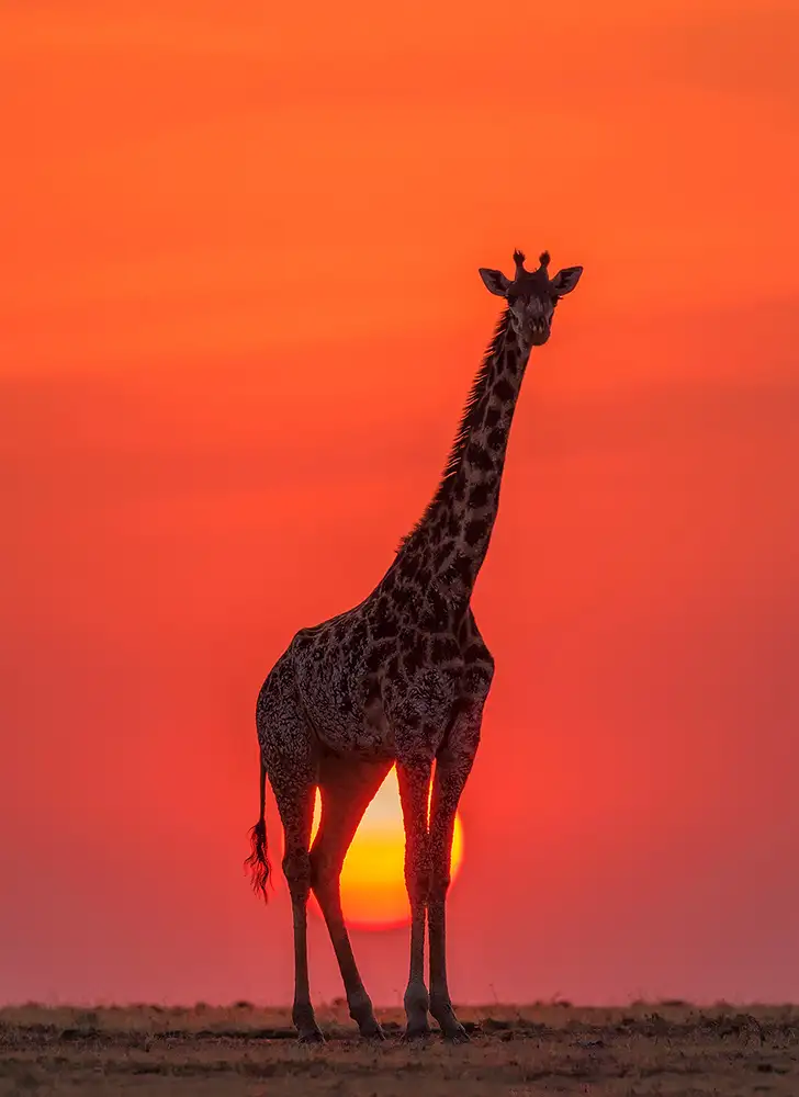 Zhao, Henry: Girafe au coucher du soleil