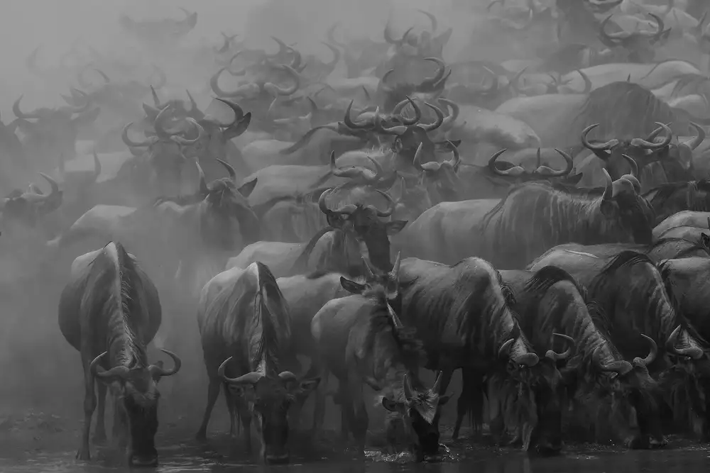 Zhao, Henry: La grande migration