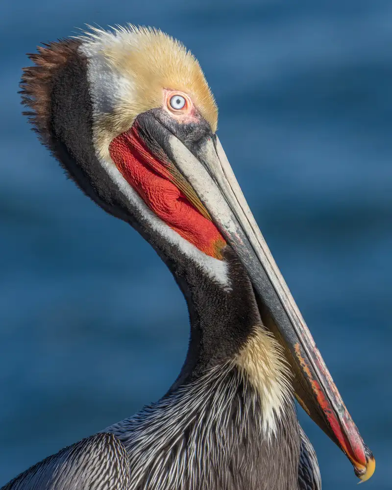 Barsh, Greg: Peli portrait