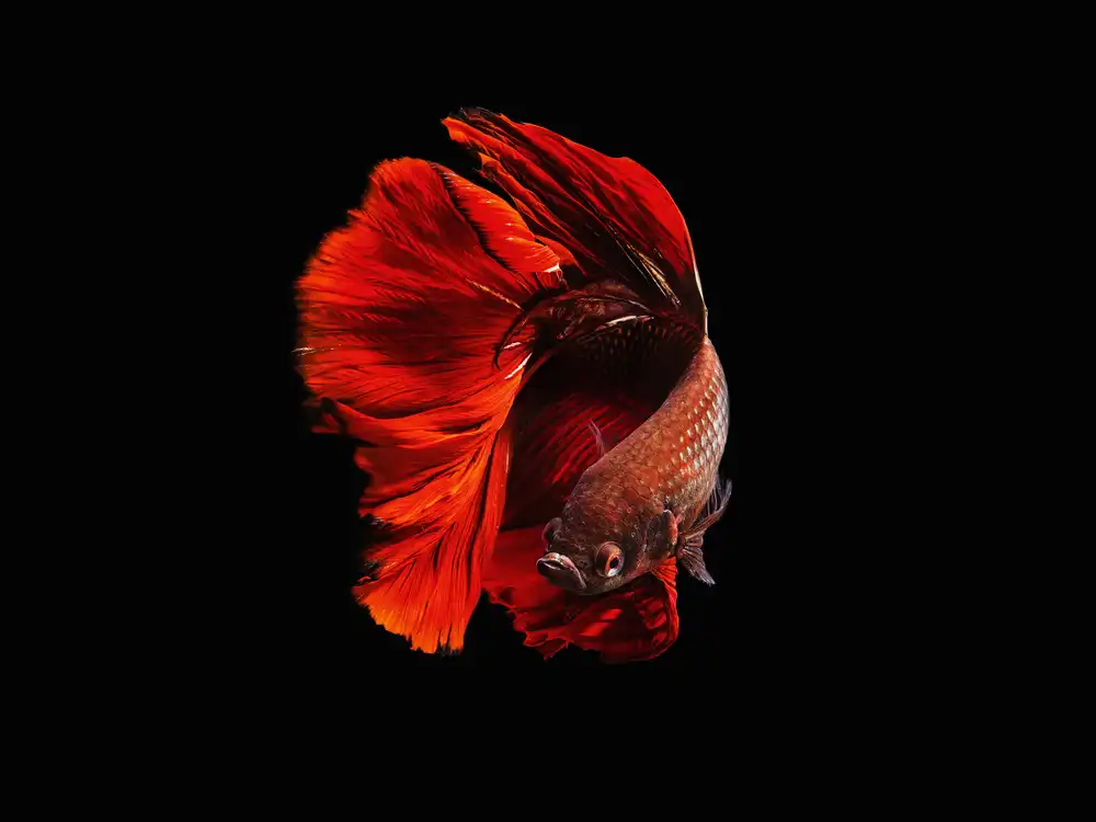 Halil, Andi: El rojo